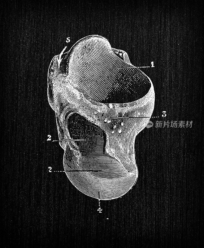 人体解剖骨骼的古董插图:距骨