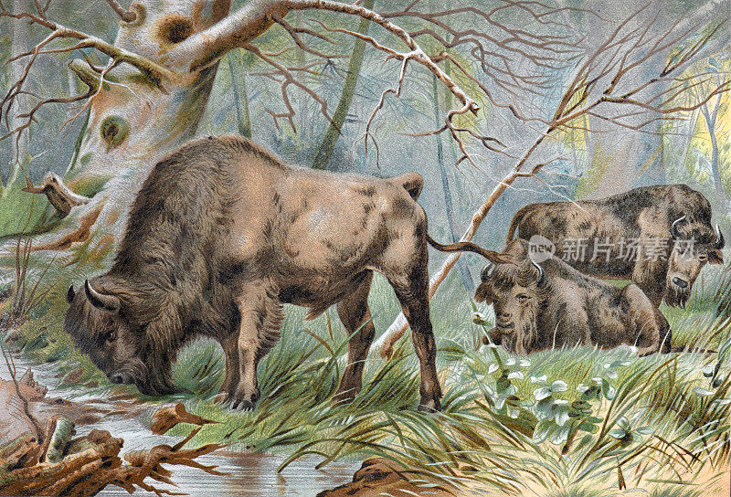 复古野牛收藏在全颜色。手绘雕刻插图。老式动物手绘彩色插图。