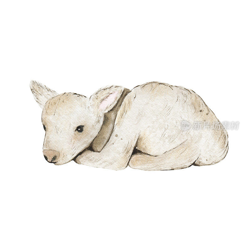 水彩小羊羔孤立在白色背景上。动物农场动物春季复活节假期插图
