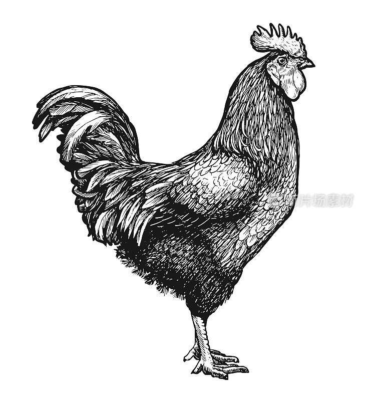公鸡或农场公鸡的草图。公鸡古董雕刻矢量插图