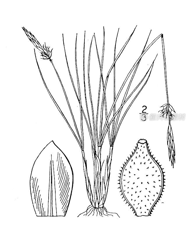 古植物学植物插图:苔草、丝叶莎草