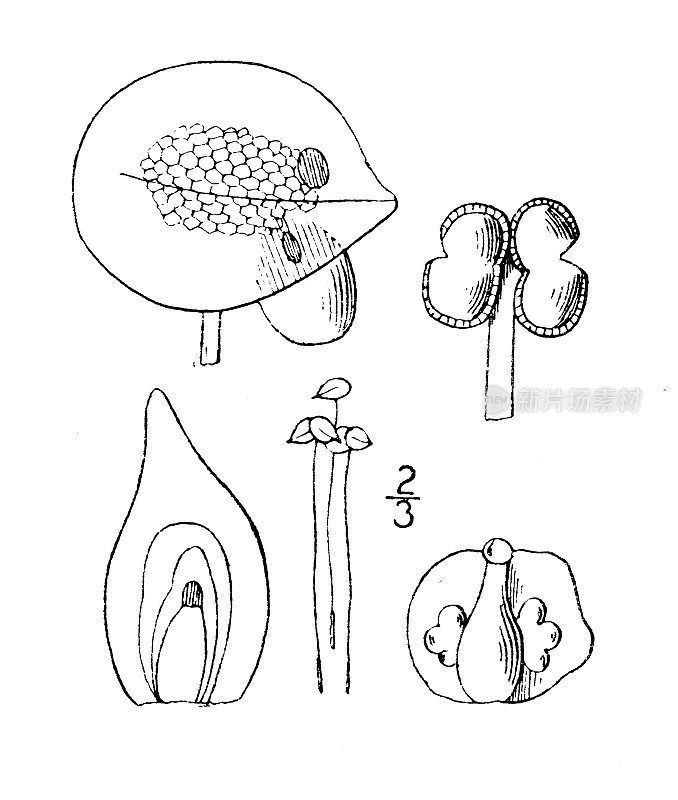 古植物学植物插图:瓦尔迪亚纳，瓦尔迪亚纳浮萍