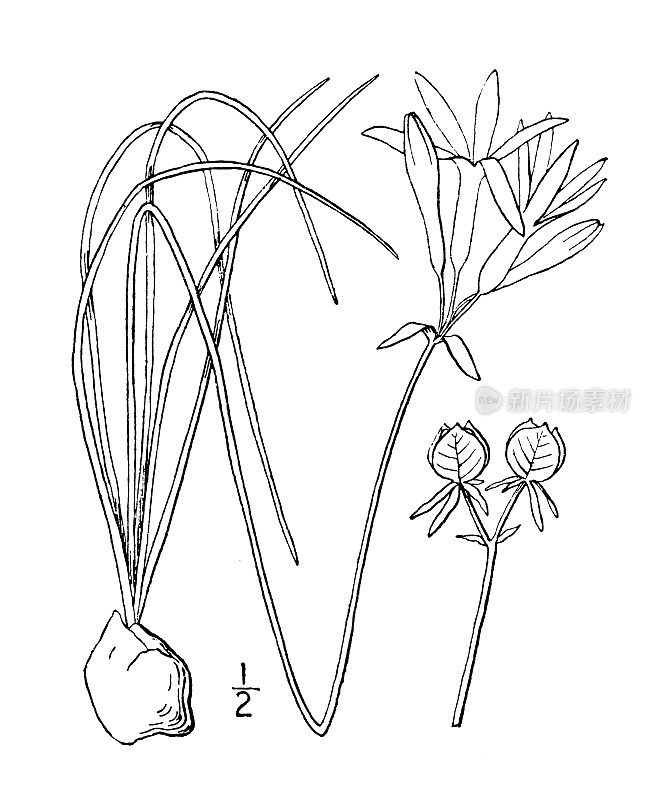 古植物学植物插图:蓝雄蕊