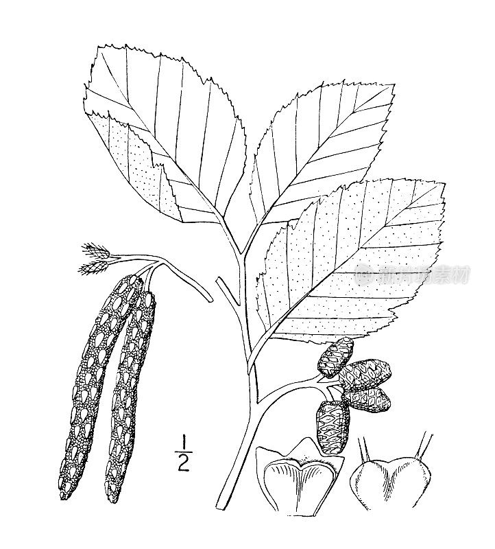 古植物学植物插图:桤木，斑点桤木，白桤木