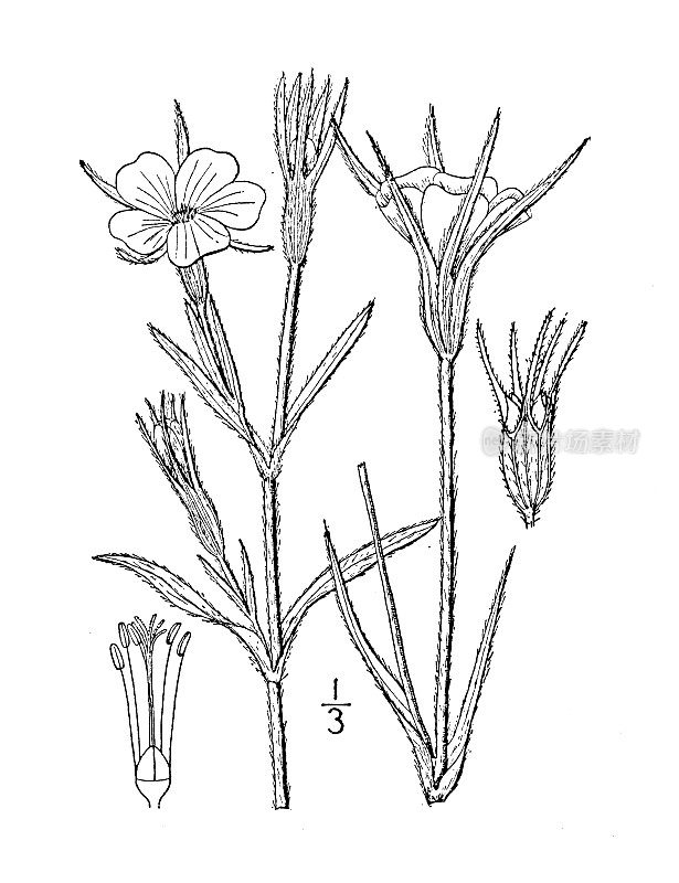 古植物学植物插图:海茄、玉米贝、玉米玫瑰