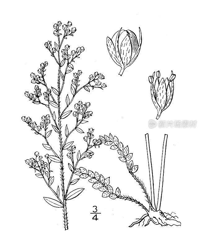 古董植物学植物插图:小荔枝，百里香叶针杂草