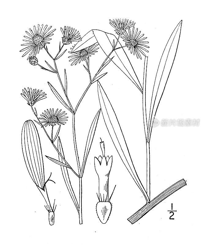 古植物学植物插图:阔尺草、宽鳞草