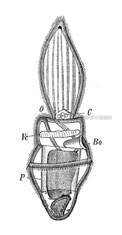 古代生物动物学图像:托尔纳亚，巴兰舌龙