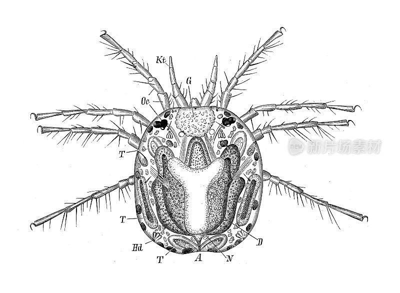 古代生物动物学图像:阿塔克斯・邦齐