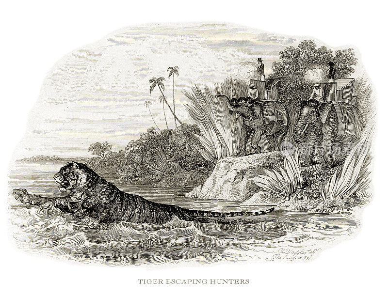 老虎,古董雕刻,老虎逃脱猎人雕刻插图