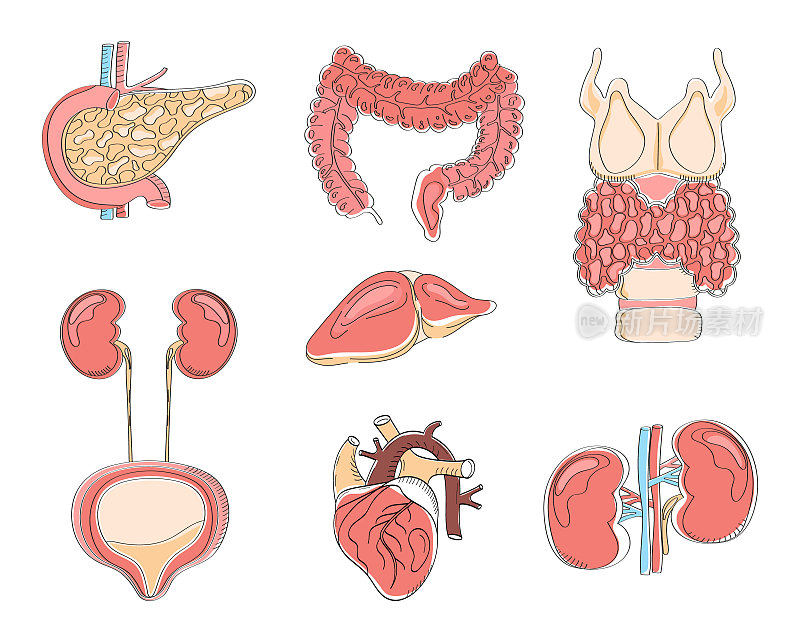 人体内脏矢量样式。白色背景上分离出胰腺、心脏、肠和甲状腺。解剖的卡通图标矢量