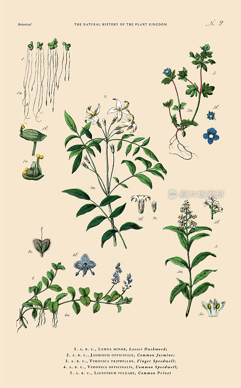手工着色的植物雕刻，植物王国的历史，维多利亚植物插图，板2，大约1853年