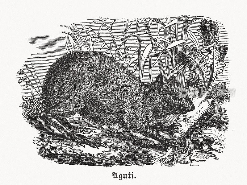 中美洲阿古提木刻，约于1880年出版