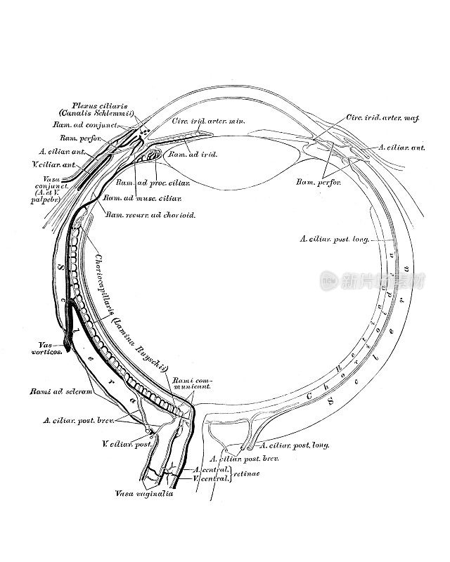 眼球的血管图。