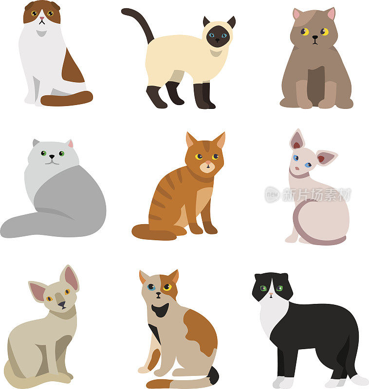 猫品种可爱的宠物动物集