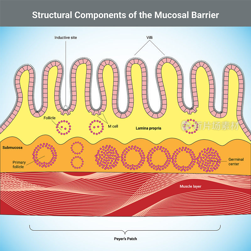 粘膜屏障医学插图的结构成分