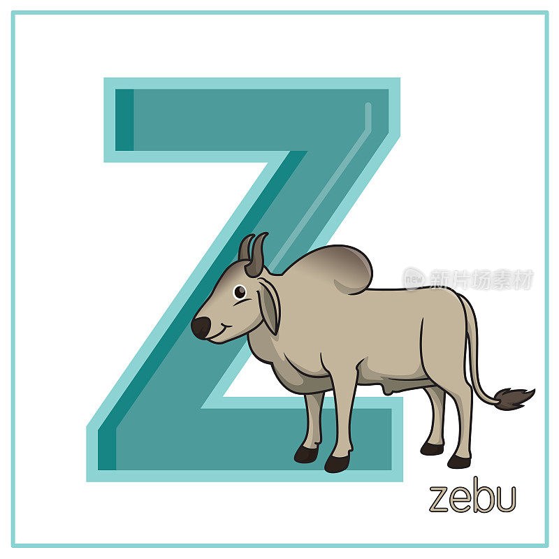 一个孤立的瘤牛站在白色背景上的矢量插图。用大写字母Z作为教材，让孩子们了解英文字母。