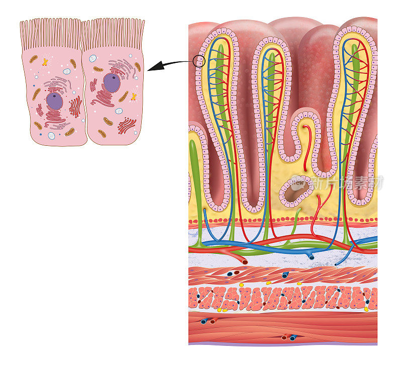 胃壁分层及胃腺详细解剖