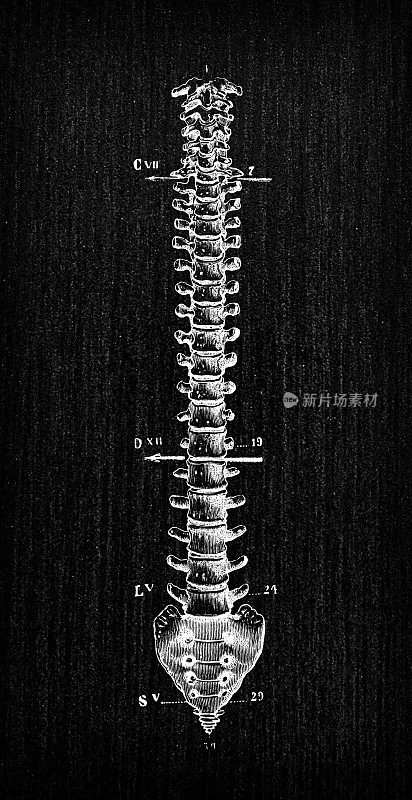 人体解剖骨骼古玩插图:脊柱