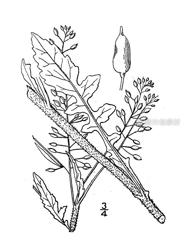 古植物学植物插图:糙皮菜，糙皮菜