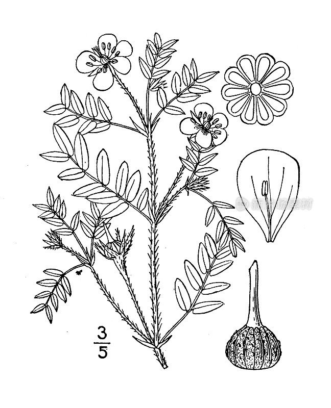 古植物学植物插图:大菱角