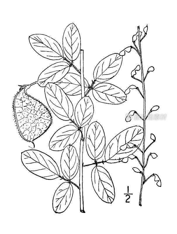 古植物学植物插图:有毛的小叶三叶草