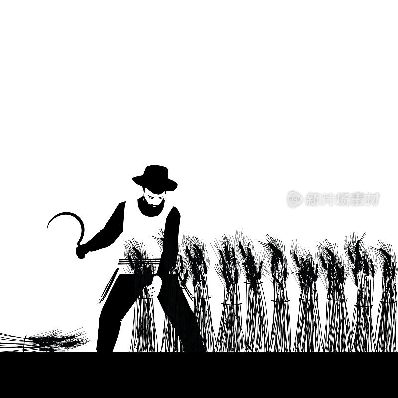 一个犹太男子的黑色剪影，正在田里收割一捆捆小麦。修剪过的谷粒铺好。
矢量在白色背景。