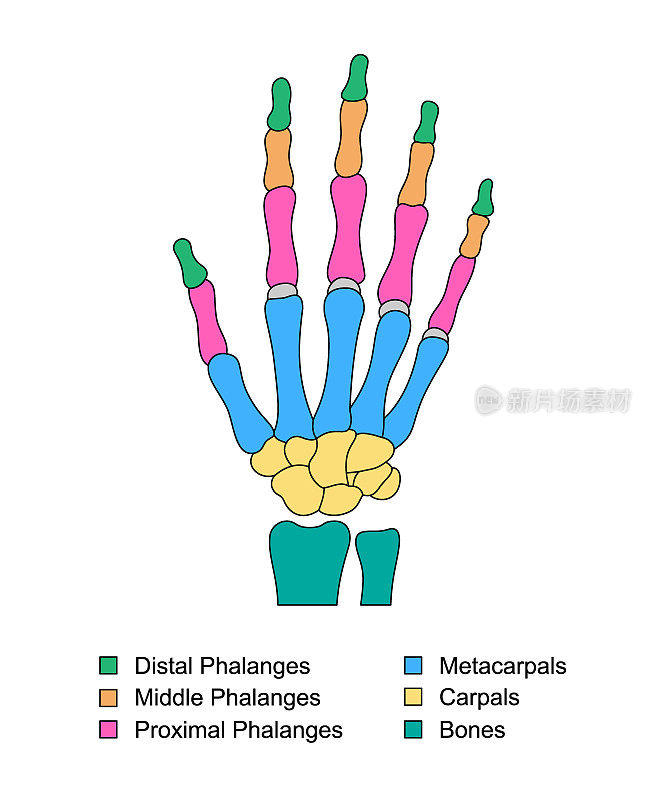 手部骨骼解剖与描述。彩色手件结构。远端，近端和中指骨，掌骨，腕关节部位。
