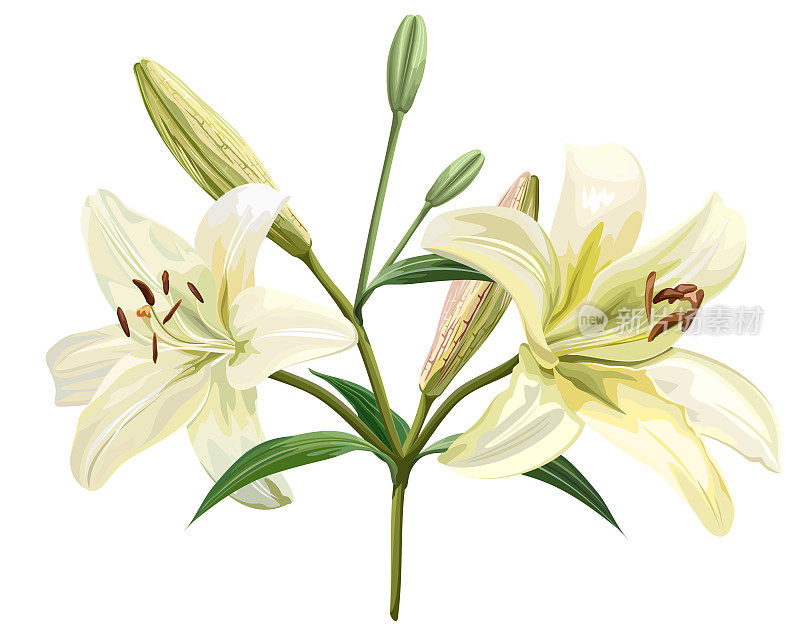 白色背景上孤立的白色百合花，矢量插图。
