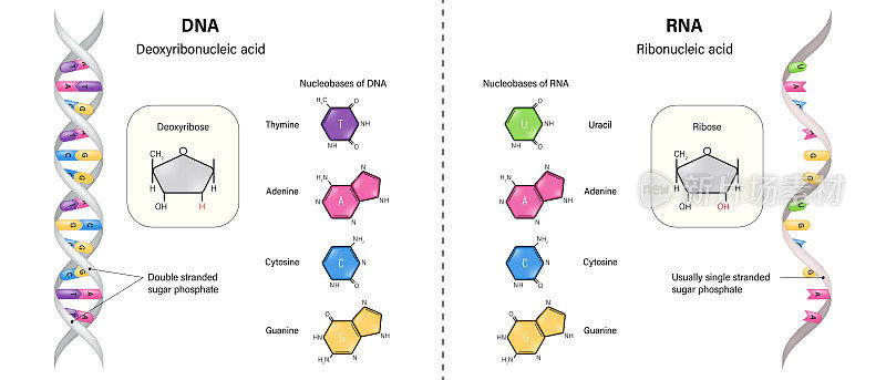 DNA和RNA结构的区别。脱氧核糖核酸和核糖核酸。胸腺嘧啶，腺嘌呤，胞嘧啶，鸟嘌呤和尿嘧啶。脱氧核糖和核糖。