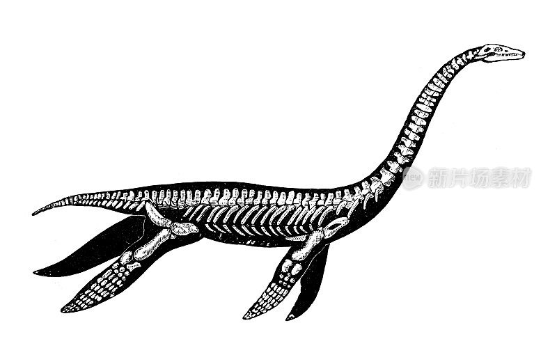 古董插图、地质和化石:长尾蛇颈龙