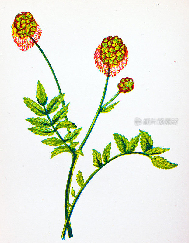 野生花卉的古董植物学插图:沙拉伯纳，紫菀
