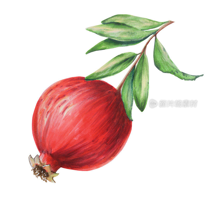 水彩画上成熟的石榴枝，石榴籽。手绘逼真的美味石榴红色水果孤立在白色背景。为设计师