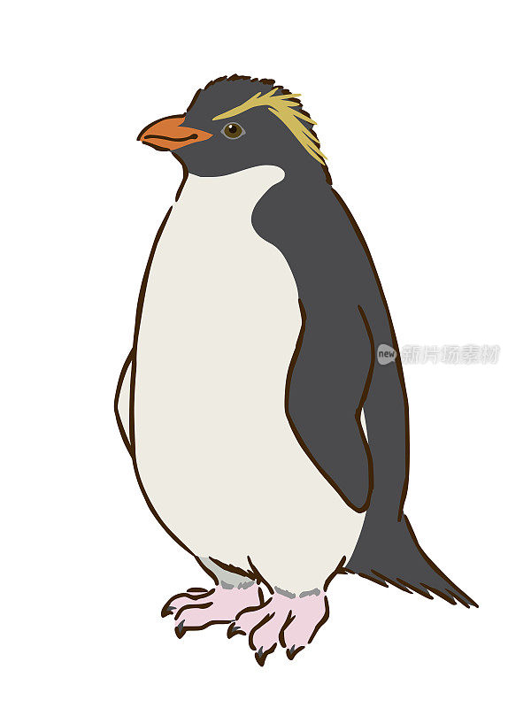 凤冠企鹅
