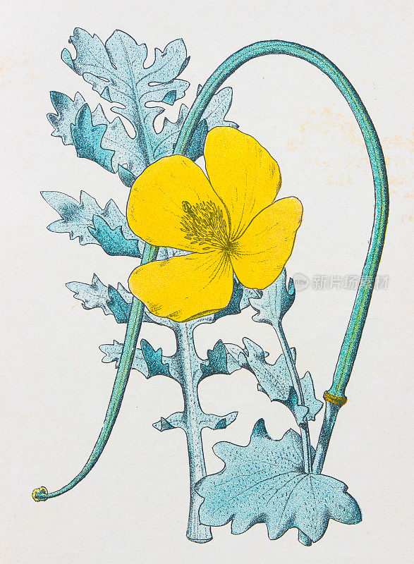 古董植物学插图:黄角罂粟，黄栌