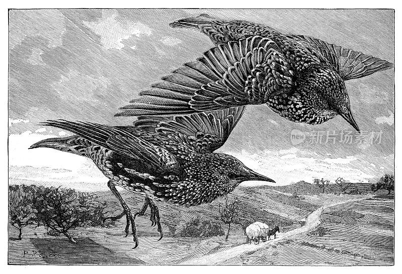1874年，两只普通的椋鸟在乡村上空飞行