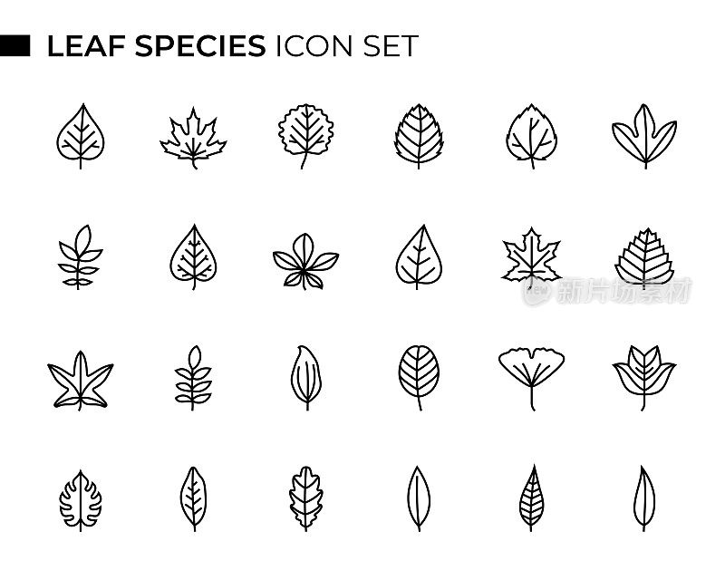 叶子物种概念细线图标集包含这样的图标枫叶，橡树叶，栗叶，月桂叶，白杨叶，柳叶等