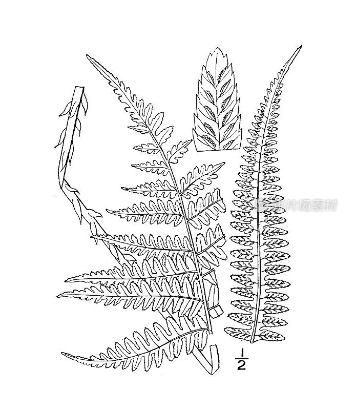 古植物学植物图例:铁穗、银穗