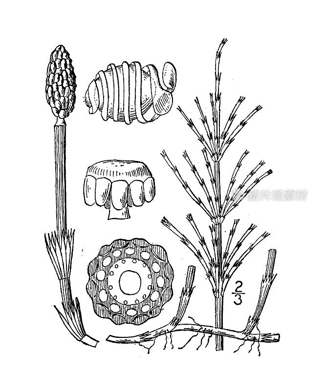 古植物学植物插图:木贼，野马尾