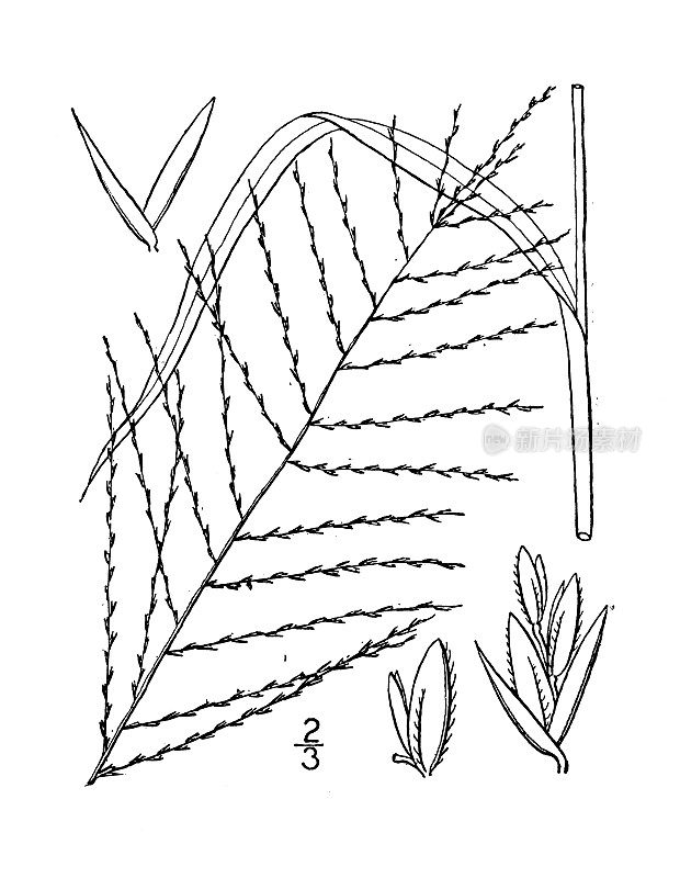 古植物学植物插图:细黄藻、北细黄藻