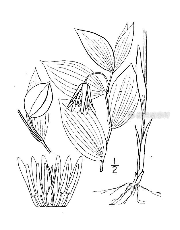 古植物学植物插图:微柔毛小舌、山风铃草