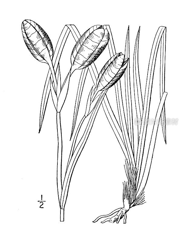 古董植物学植物插图:鸢尾Hookeri，胡克的蓝旗