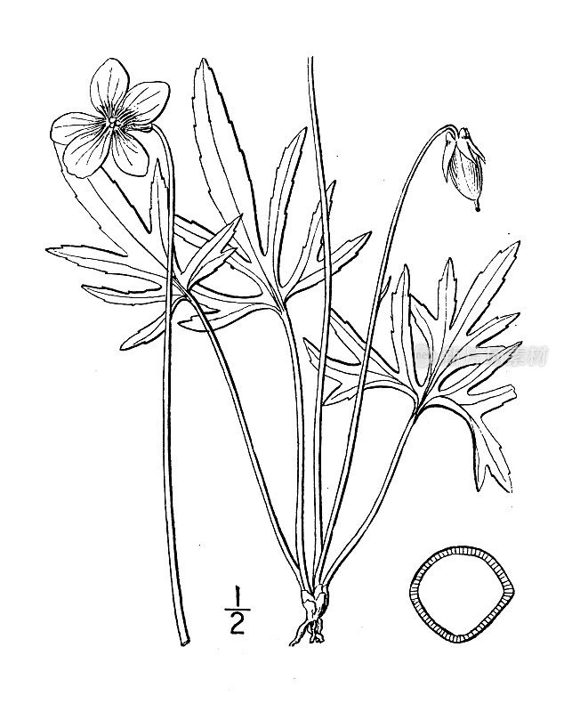 古董植物学植物插图:大西洋堇菜，海岸紫罗兰