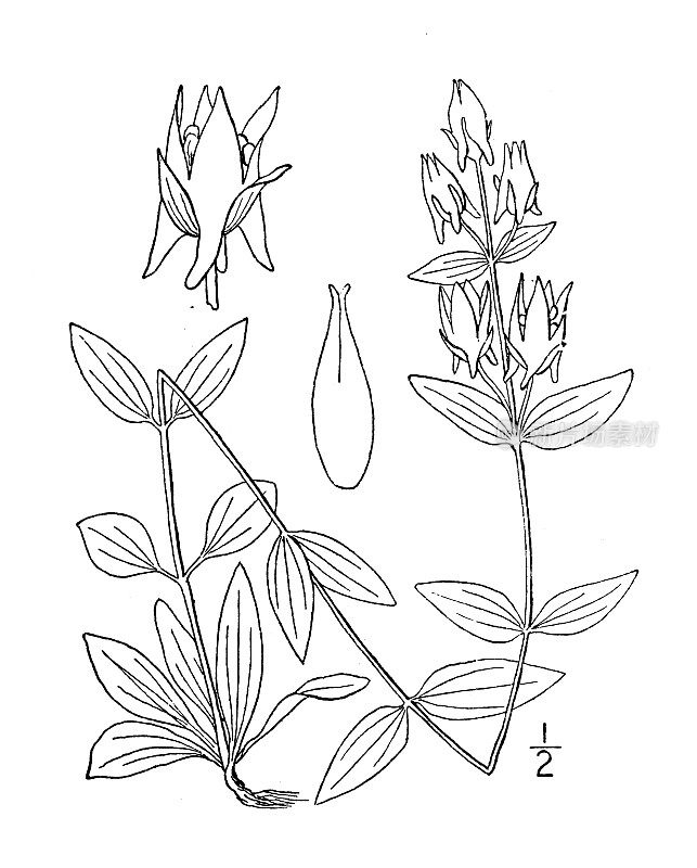 古植物学植物插图:四角花、刺龙胆草