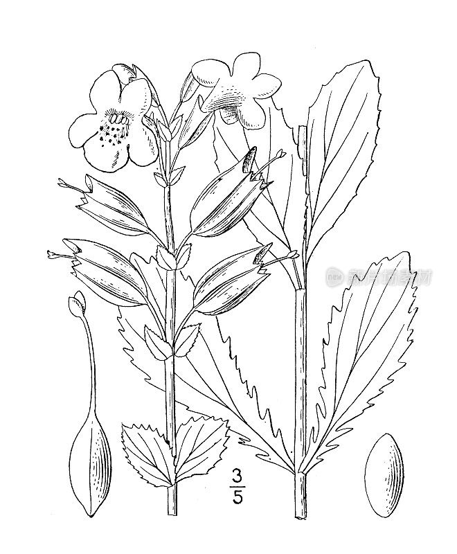 古植物学植物插图:黄猴花