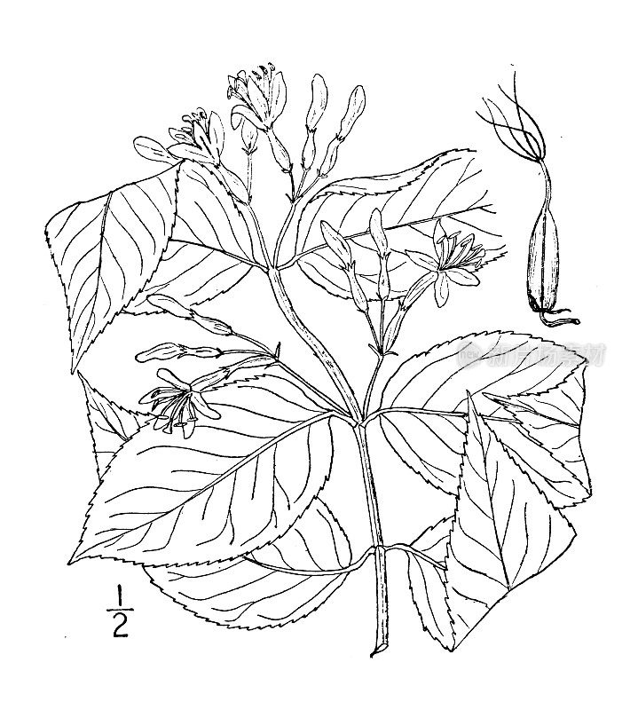 古植物学植物插图:菊花、金银花