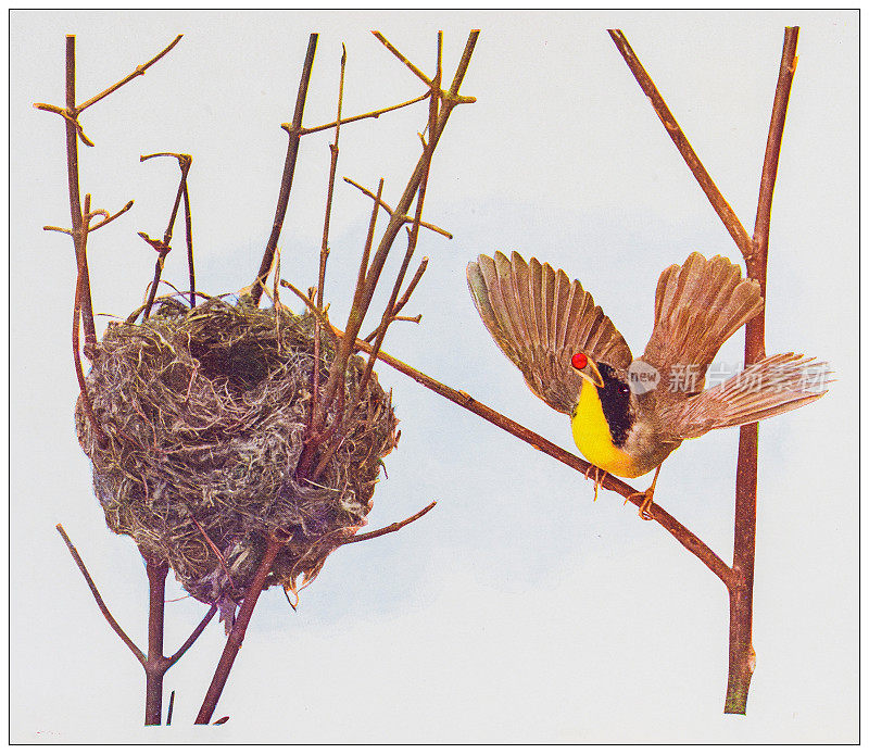 古董鸟类彩色图像:马里兰黄喉鸟