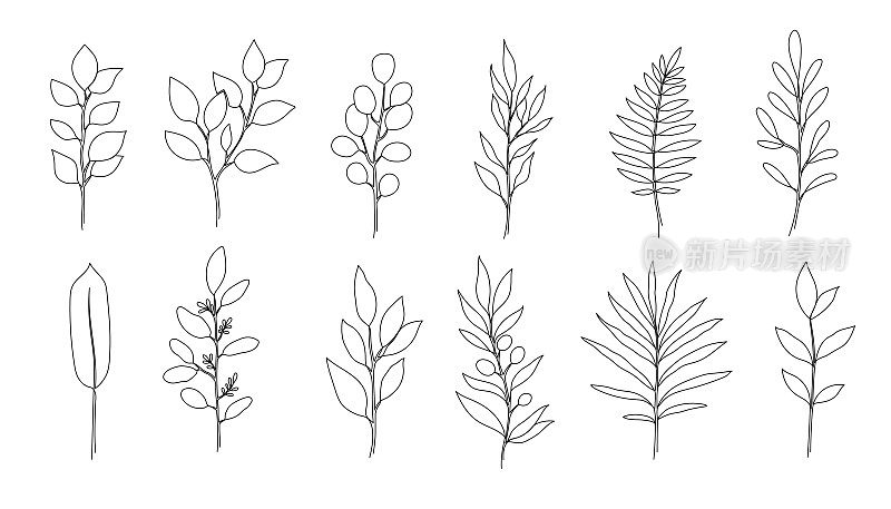 轮廓波西米亚树，桉树叶集。一串串艺术装饰植物叶子。可编辑笔画桉树，蕨类，色拉，橄榄叶花卉元素。孤立的