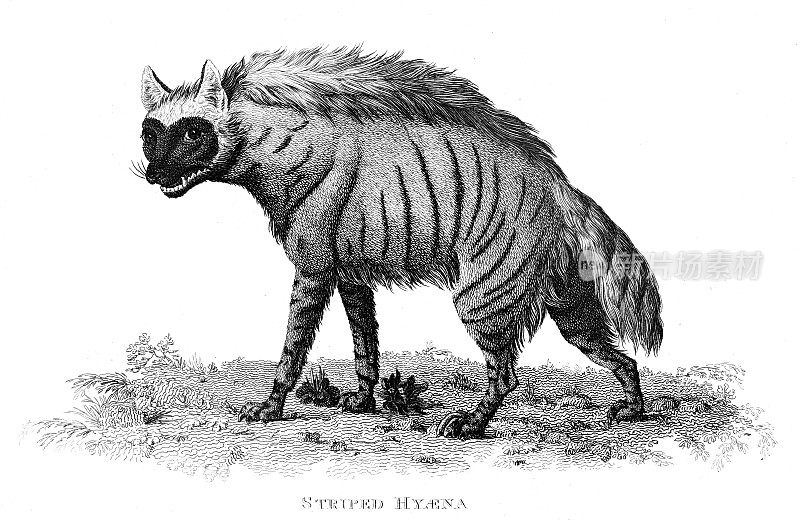 条纹鬣狗雕刻1809年