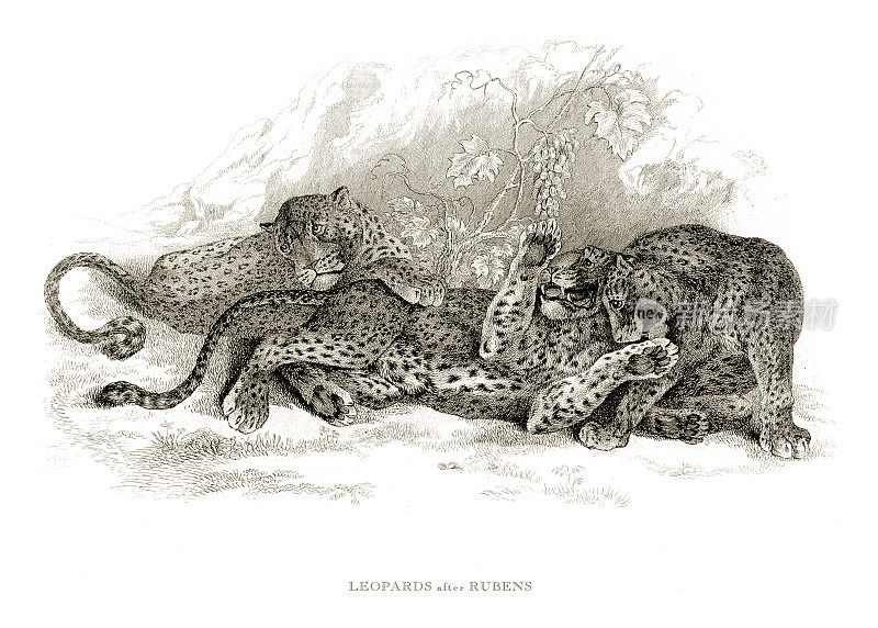豹，豹在野外雕刻插图